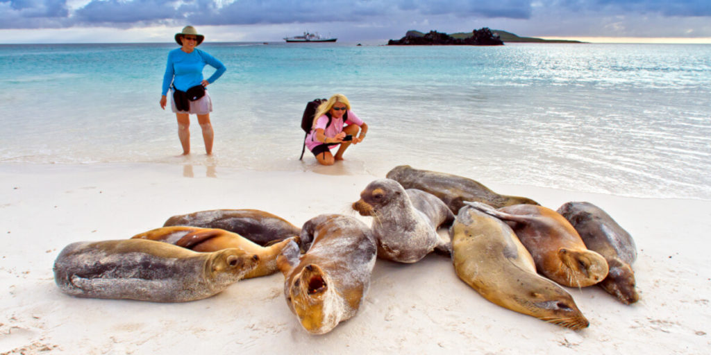 Sea Lions on the Beach