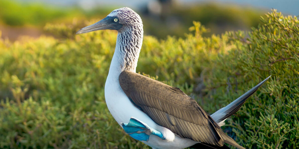 A Blue-Footed Booby raising its leg